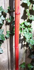 65″ – Bamboo – Walking Hiking Trekking Stick/Staff – Paracord Grip & Strap – #55