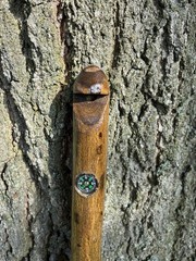 Walking Stick With Whistle And Compass That Unscrews Into Three Pieces