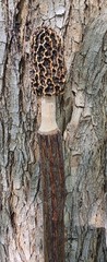 Morel Mushroom Hickory Hiking Stick with Compass