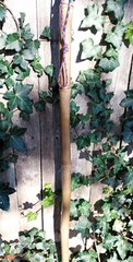 Bamboo Staff – 58″ – Walking Hiking Trekking Stick – Paracord Grip & Strap – #15