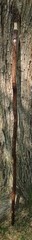 Morel Mushroom Hickory Hiking Stick with Compass