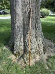 Walking Stick With Whistle And Compass That Unscrews Into Three Pieces
