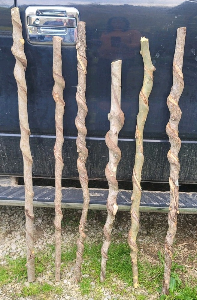 🔥BEAUTIFUL! Set of 6 FRESH Cut Vine Twisted Stick with Bark~ Read Description