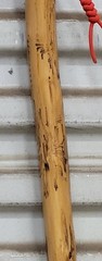 LADIES NEW WALKING STICK HIKING STICK CEDAR HAND PAINTED DAISIES 53″ LIGHTWEIGHT