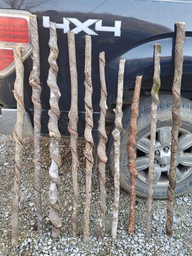 BEAUTIFUL!! Set of 10 FRESH Cut Vine Twisted Stick with Bark~ Read Description