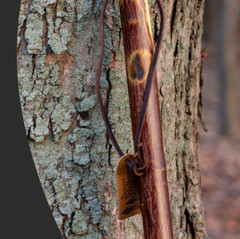 55 In. Hiking Walking Stick Strong Durable Hawthorn Wood Handcrafted in the USA