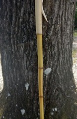 Bamboo Walking Stick Staff Hand Wrap Fire Cured Deer Antler Lanyard