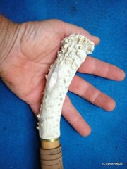 handcrafted WALKING/HIKING STICK spiky apple w/leather Deer Antler Burr Handle