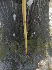 Bamboo Walking Stick Staff Hand Wrap Fire Cured Deer Antler Lanyard