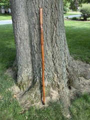 Wood Walking Stick with Whistle and Compass That Unscrews for Easy Transport