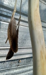 Handmade Rustic Crooked Walking Stick Feathered Staff
